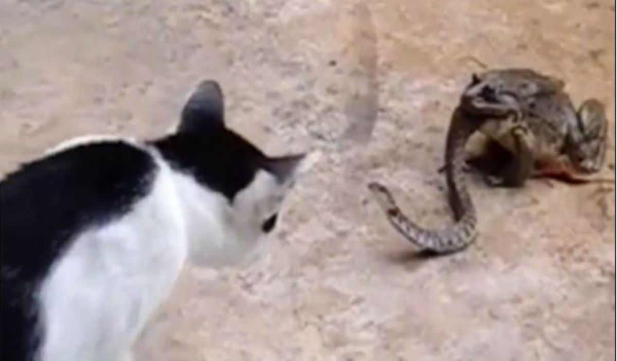 Απίστευτο βίντεο: H γάτα προσπαθεί να δαγκώσει ένα φίδι που βρίσκεται μέσα στο στόμα ενός βατράχου!