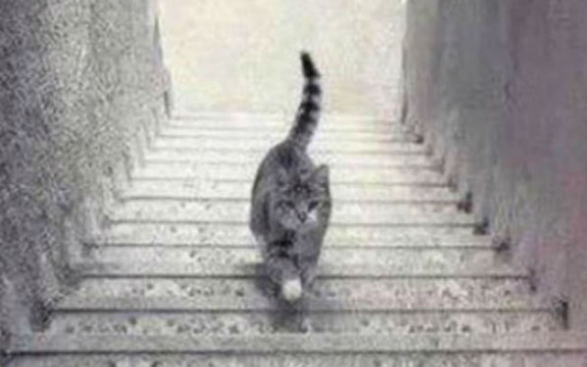 Η οφθαλμαπάτη που θα σας τρελάνει: Η γάτα ανεβαίνει ή κατεβαίνει τα σκαλιά;
