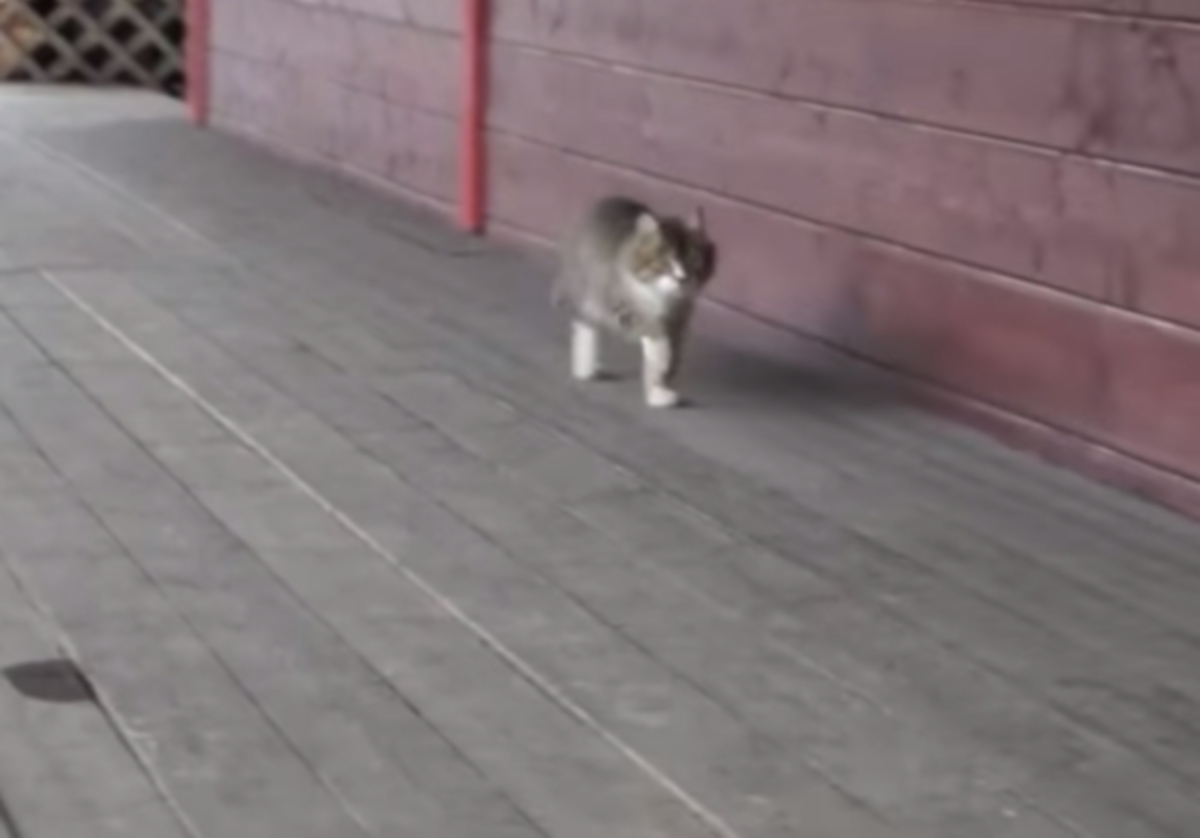 Aπίστευτο βίντεο: Η γάτα που ήθελε να είναι… άλογο επίδειξης!