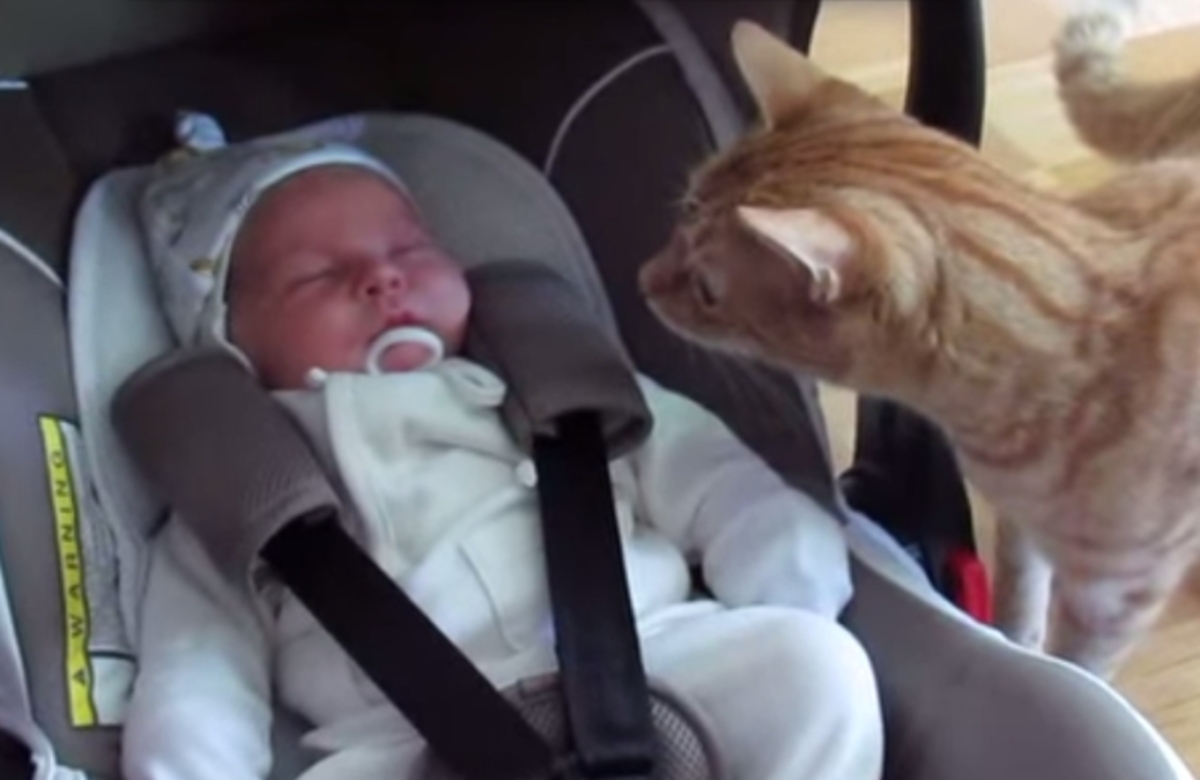 Οι απίστευτες αντιδράσεις μιας γάτας στην πρώτη της συνάντηση με ένα μωρό