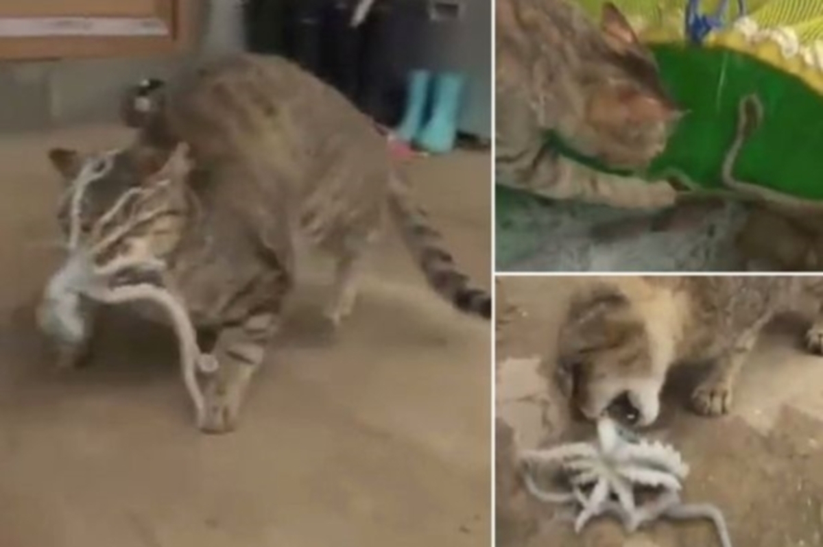 Кот прыгает. Кусачий кот. Кошка набросилась на человека. Кот вцепился в руку. Кот кусает собаку.