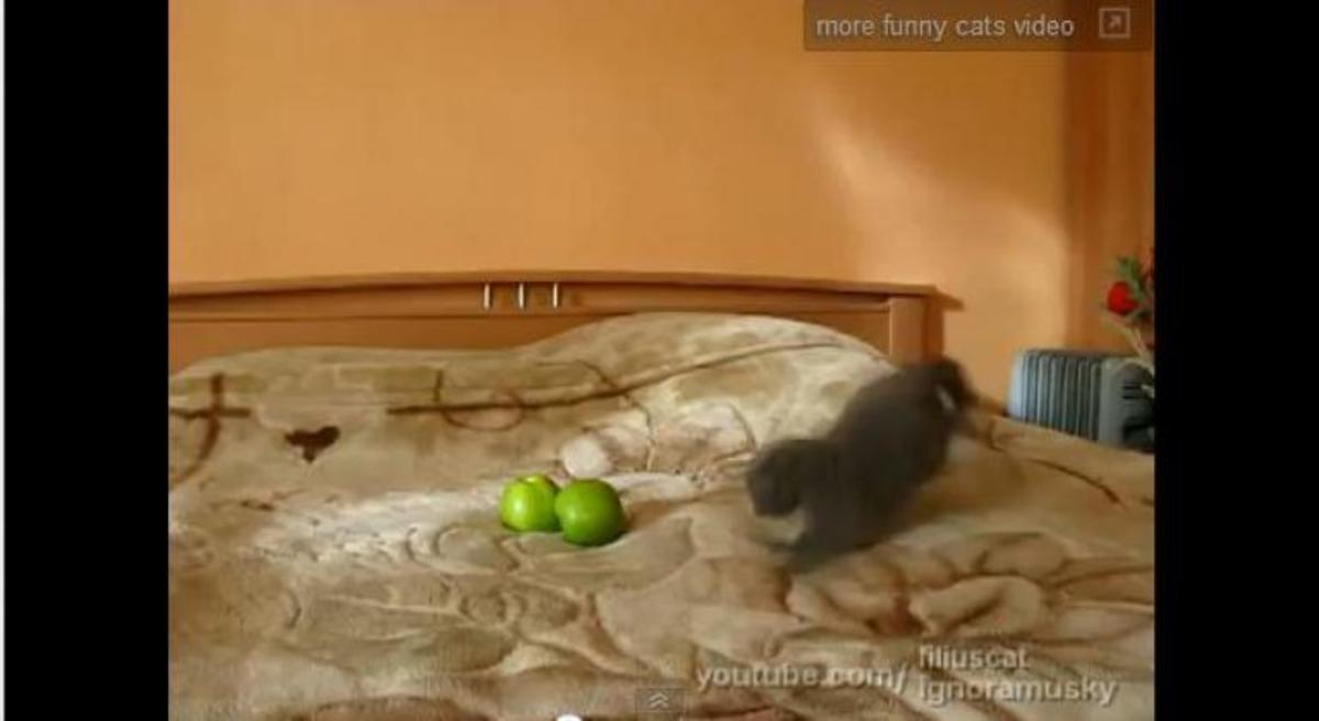 Απίστευτη γάτα επιτίθεται σε δύο…μήλα!