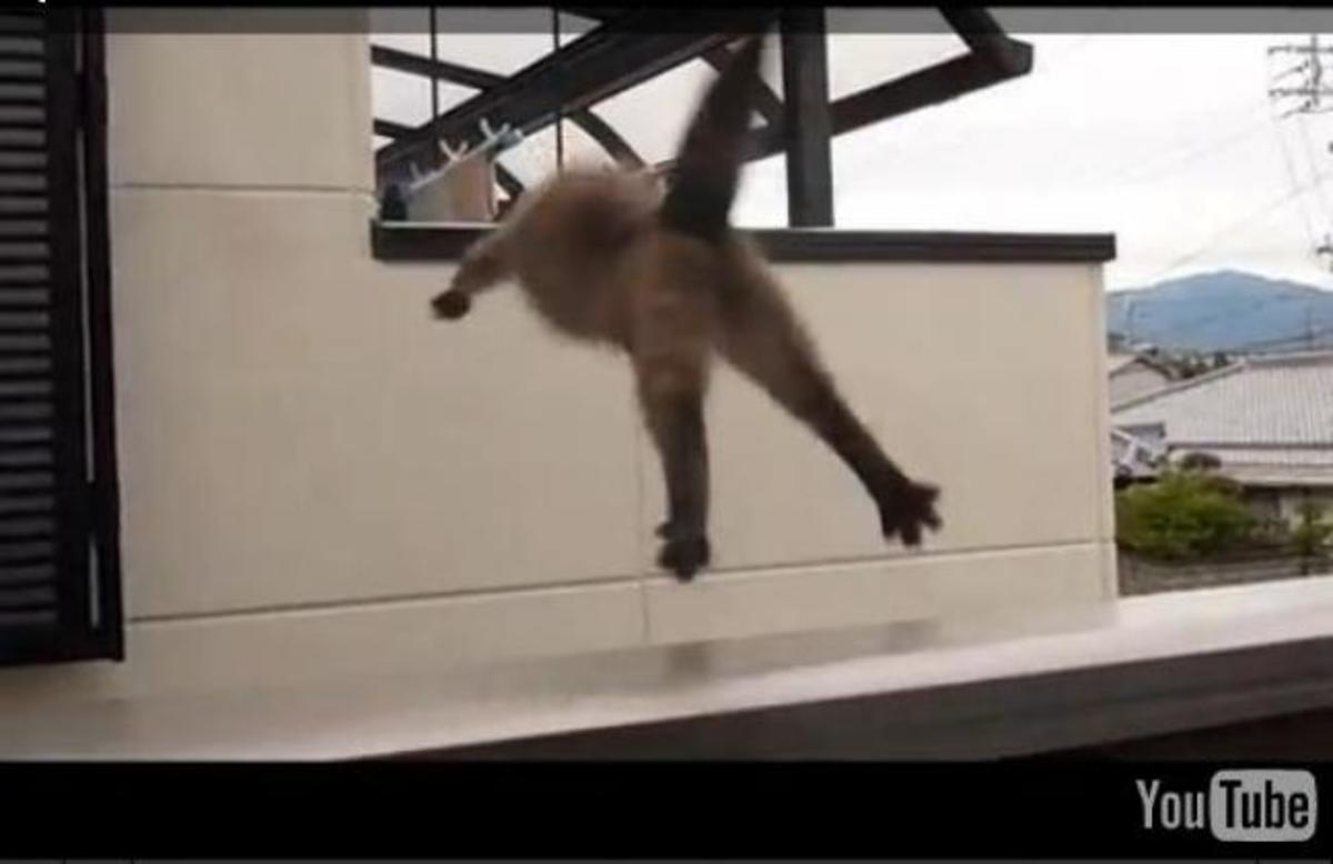 Εντυπωσιακό ΒΙΝΤΕΟ: Γάτα στον αέρα!