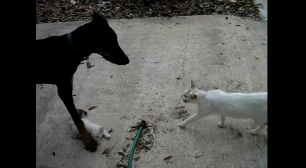 Ατρόμητη γάτα επιτίθεται σε ντόπερμαν για να σώσει το παιδί της!