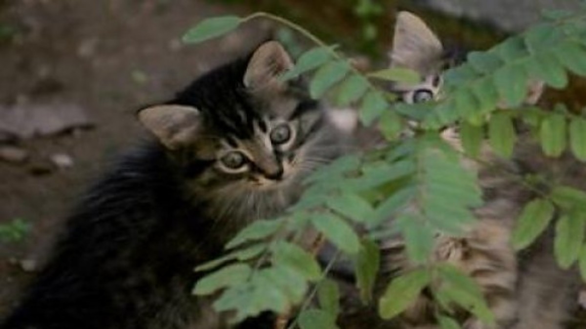 Έπιασαν γατάκι, το αποκεφάλισαν και το πέταξαν στην αυλή του για εκδίκηση
