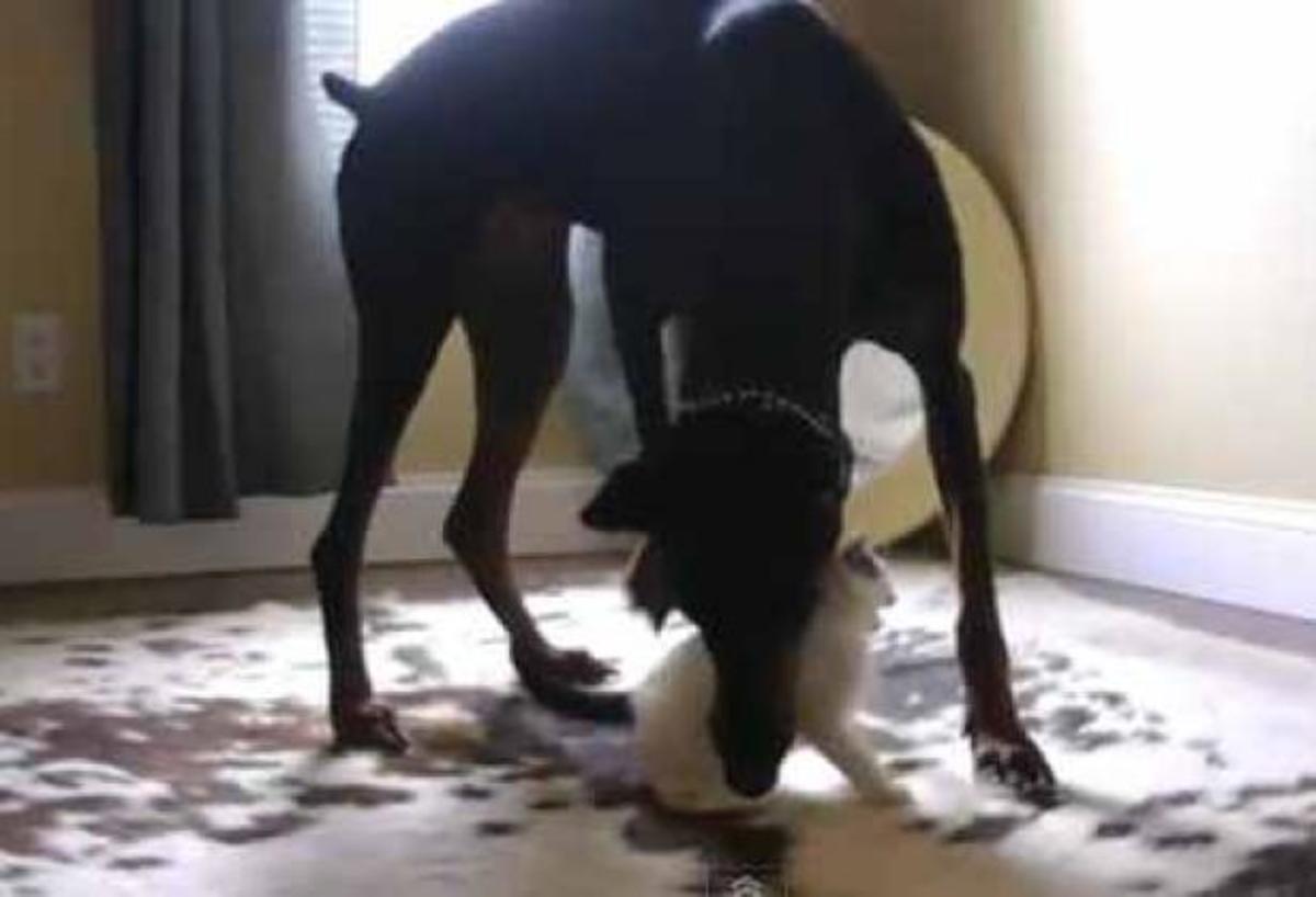 Μια σταλιά γατάκι τα βάζει με ενα Doberman!