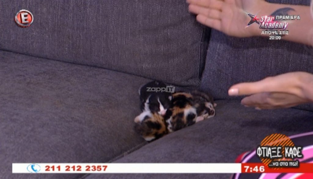 Γάτα γέννησε στο πλατό της Κατερίνας Καινούργιου! Άφησε τα γατάκια στη ζεστασιά του καναπέ!