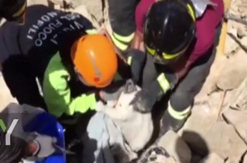 Εφτάψυχες δύο γάτες – Βρέθηκαν ζωντανές κάτω από τα ερείπια μετά τον σεισμό στην Ιταλία [vid]