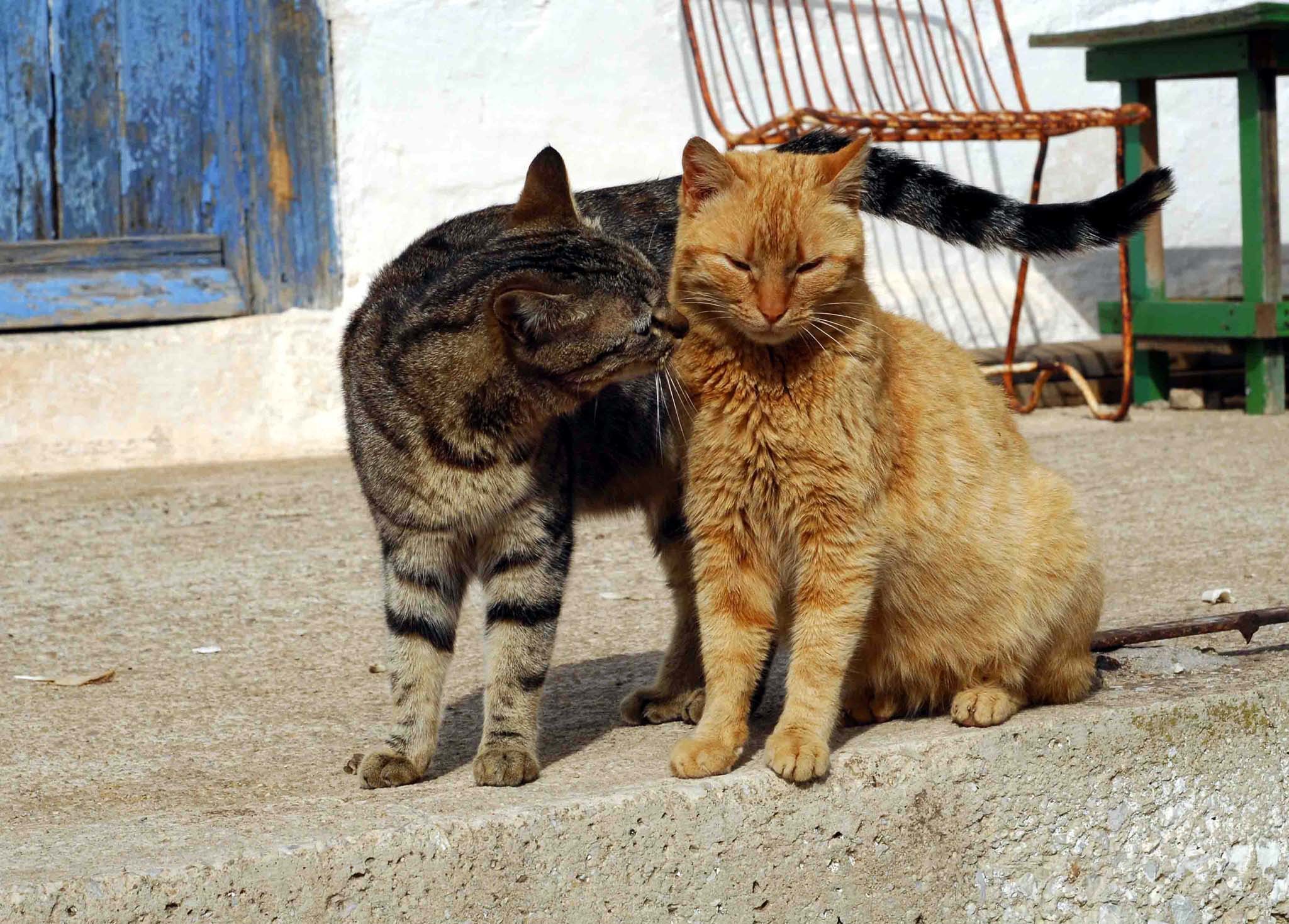 Στεγαστικό μαζί με… γάτα δίνει τράπεζα!