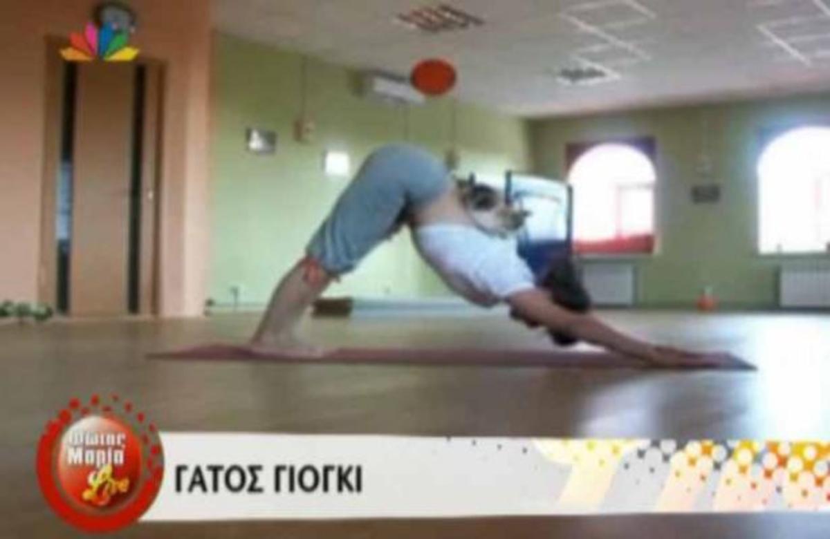 Η γάτα που κάνει γιόγκα με το αφεντικό της!