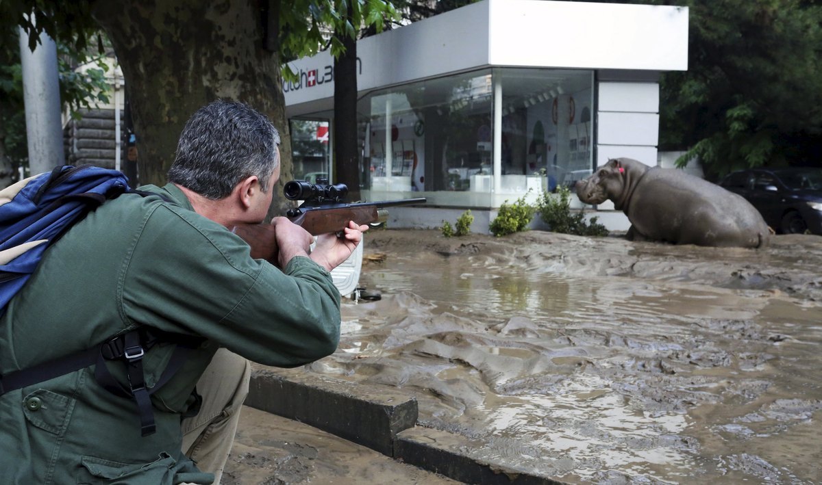 Τίγρεις, αρκούδες και ιπποπόταμοι στους δρόμους της πλημμυρισμένης Τυφλίδας! ΦΩΤΟ, VIDEO