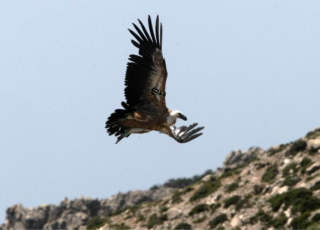 Γεράκι επιτέθηκε σε γυναίκα που μάζευε χόρτα στη Βιάννο!
