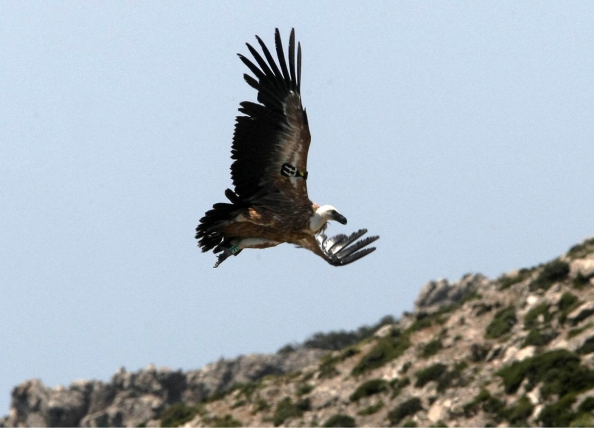 Γεράκι επιτέθηκε σε γυναίκα που μάζευε χόρτα στη Βιάννο!