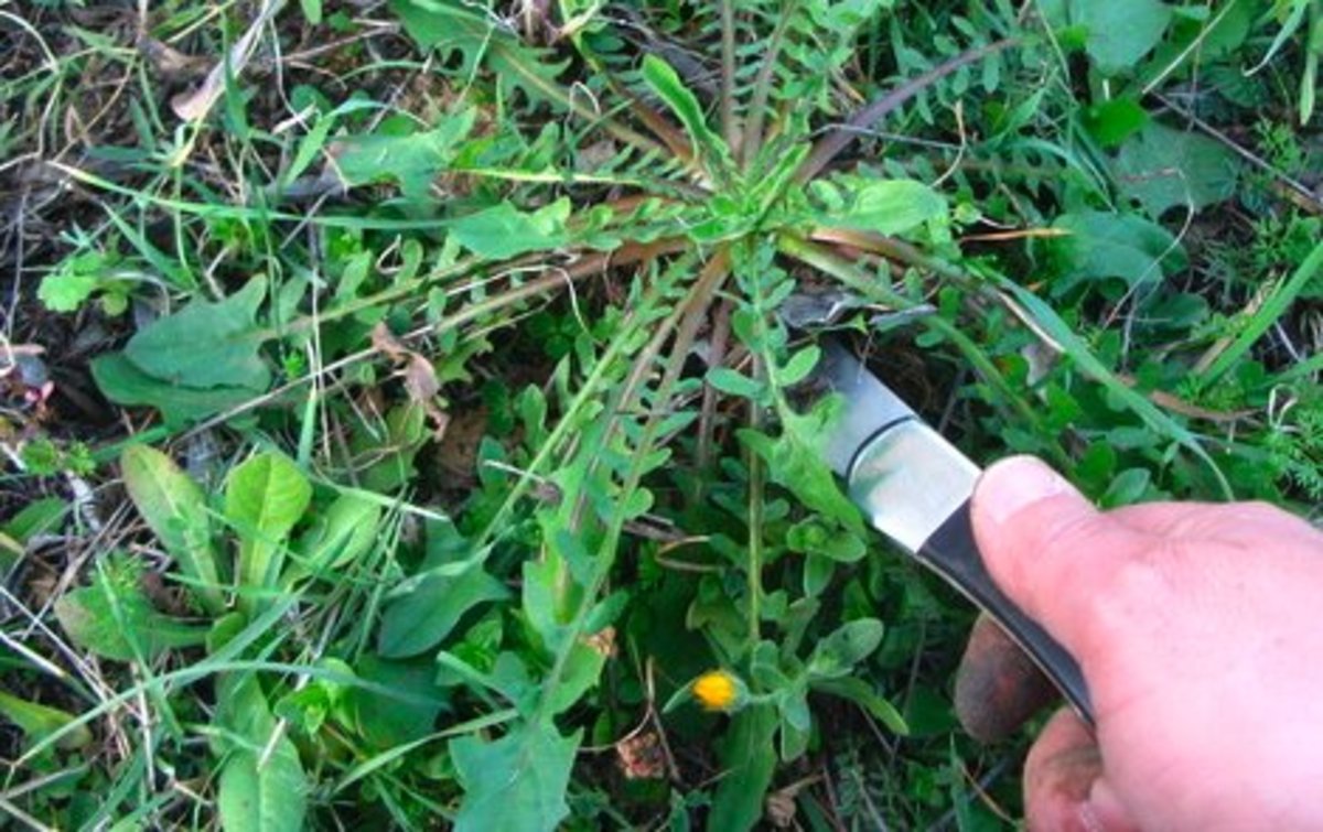 Ηράκλειο: Πήγε για χόρτα και έπεσε στο γκρεμό!