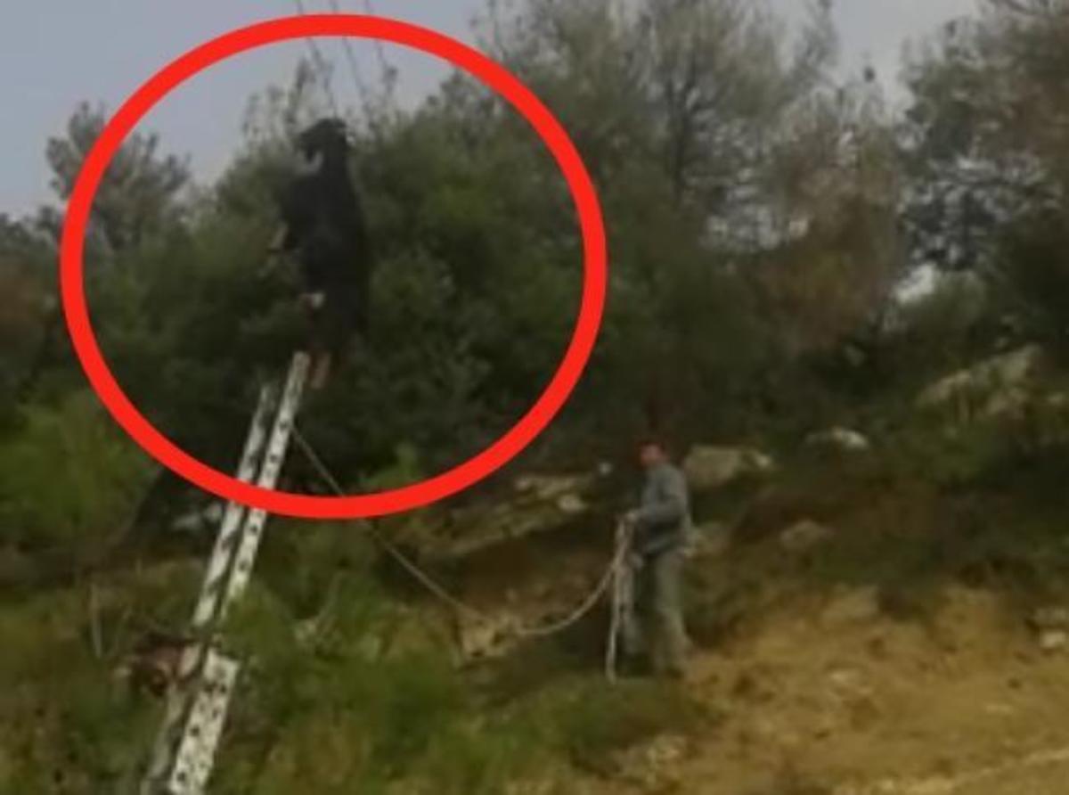 Viral στο Facebook η διάσωση ενός τράγου – ΒΙΝΤΕΟ