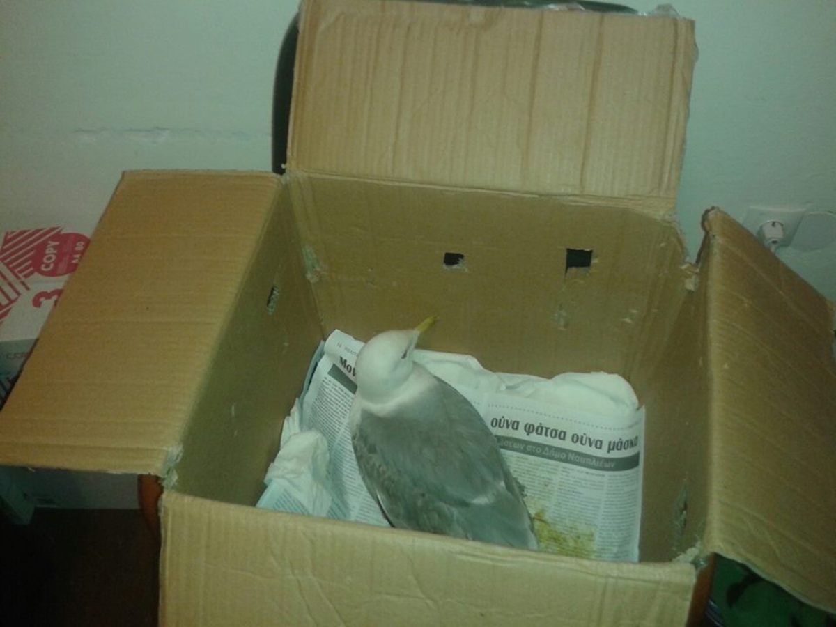 Ναύπλιο: Κάτοικοι και λιμενικοί έσωσαν τον τραυματισμένο γλάρο (ΦΩΤΟ)