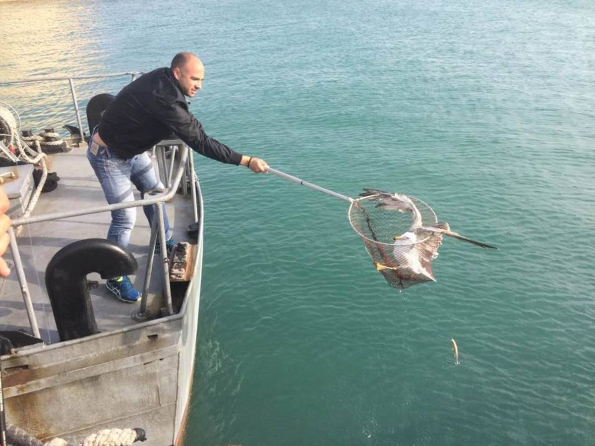 Ηράκλειο: Απίστευτη περιπέτεια για γλάρο – Τον έσωσε λιμενικός [pics]