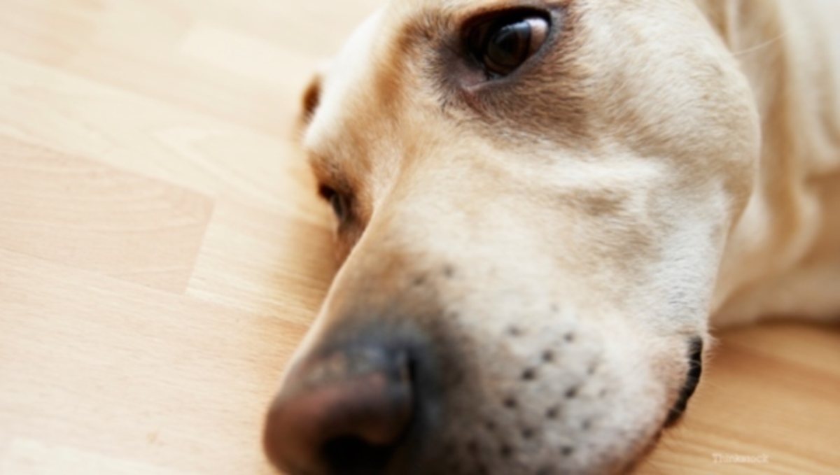 SOS: Τεχνητή γλυκαντική ουσία μπορεί να σκοτώσει τον σκύλο σας – Δείτε τι ισχύει!