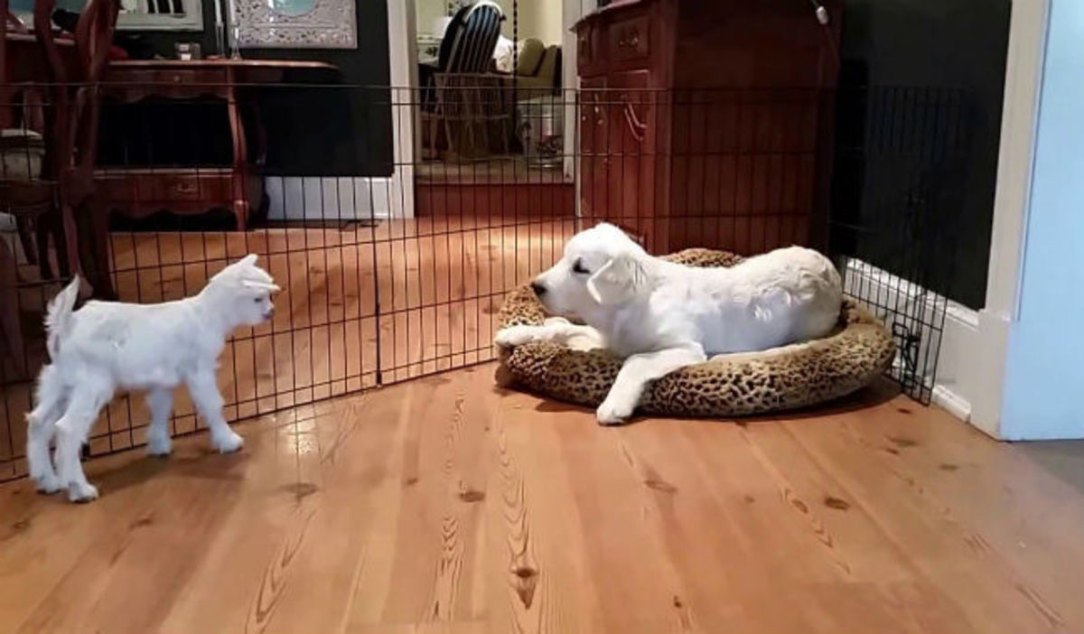 Το βίντεο που θα σας φτιάξει τη διάθεση – Ένα κατσικάκι συναντά ένα σκυλάκι!