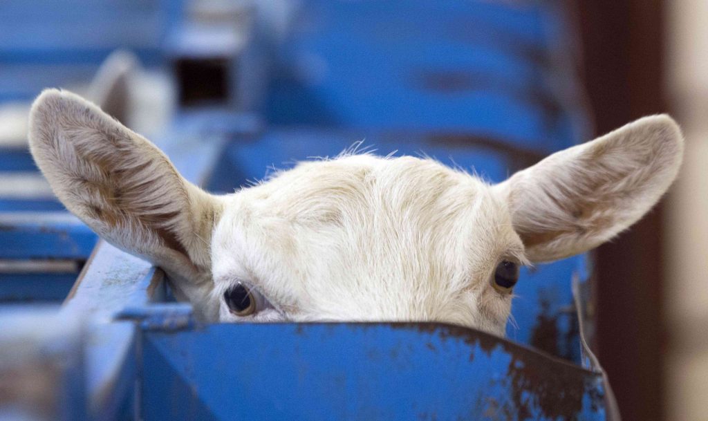 ΛΕΥΚΟΡΩΣΙΑ