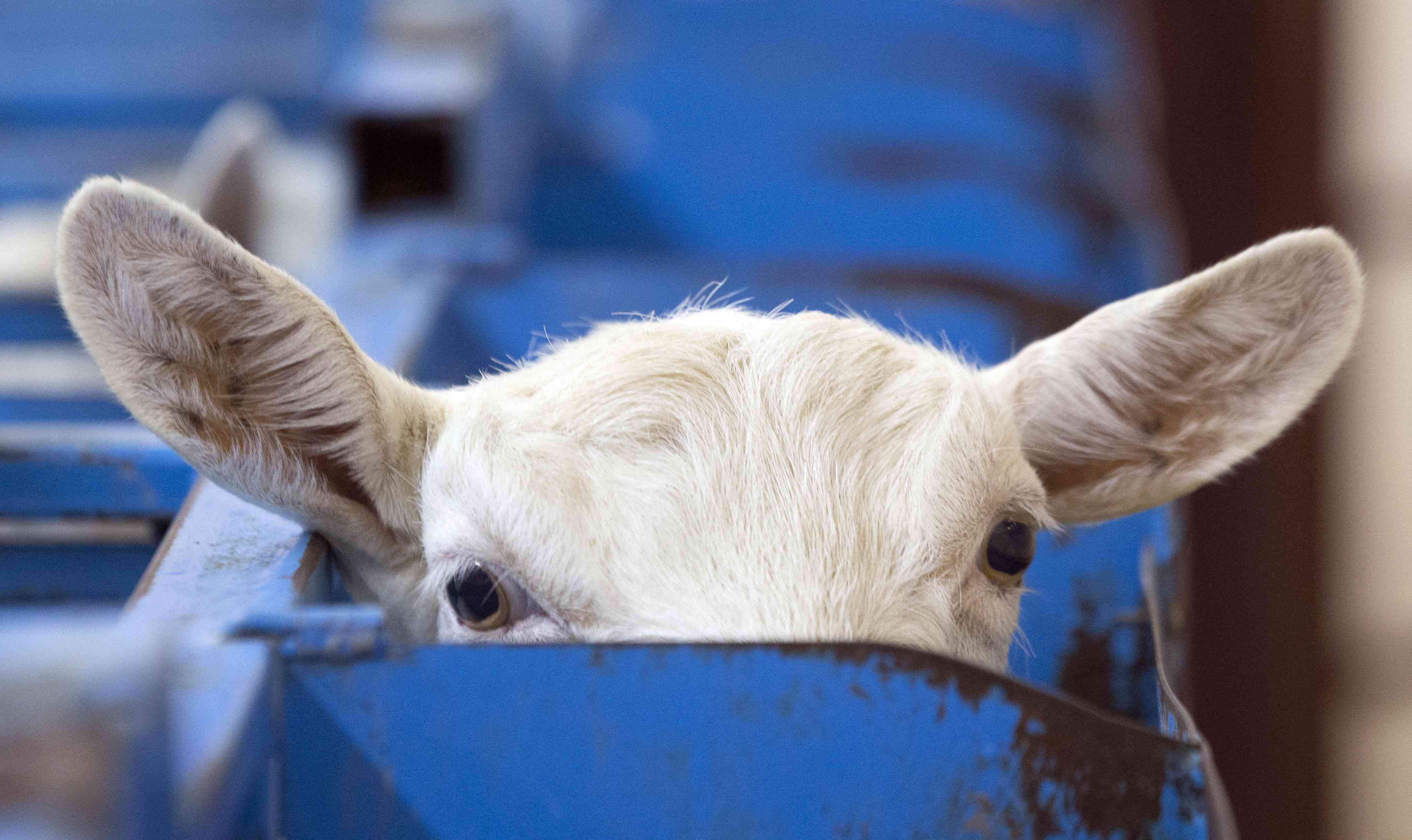 ΛΕΥΚΟΡΩΣΙΑ