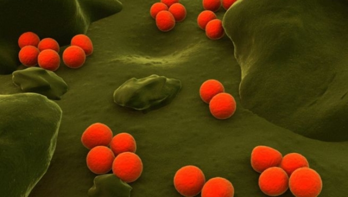 Η γονόρροια επιστρέφει λόγω … αντιβιοτικών! Γιατί δε θα θεραπεύεται σε λίγο καιρό