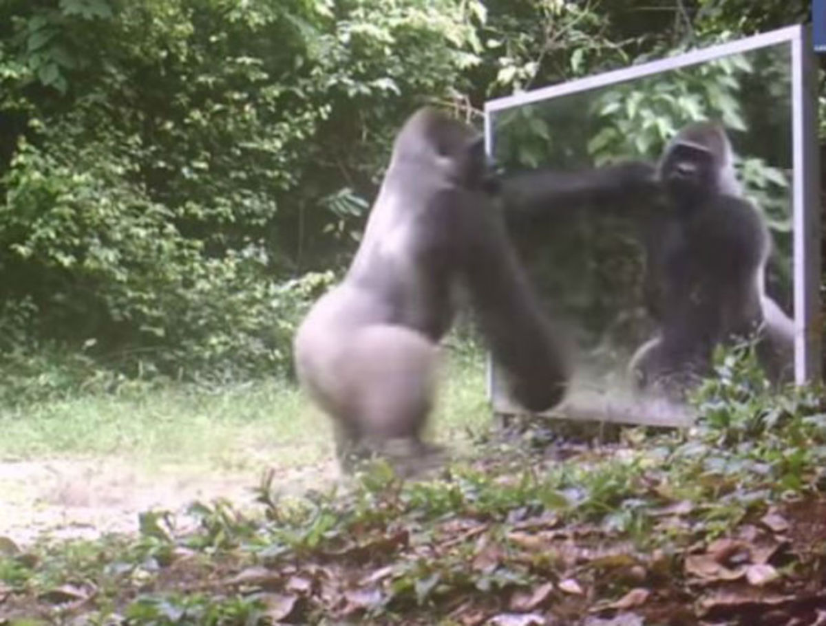 Ξεκαρδιστικό βίντεο: Πως αντιδρούν τα ζώα βλέποντας για πρώτη φορά τον εαυτό τους σε καθρέφτη