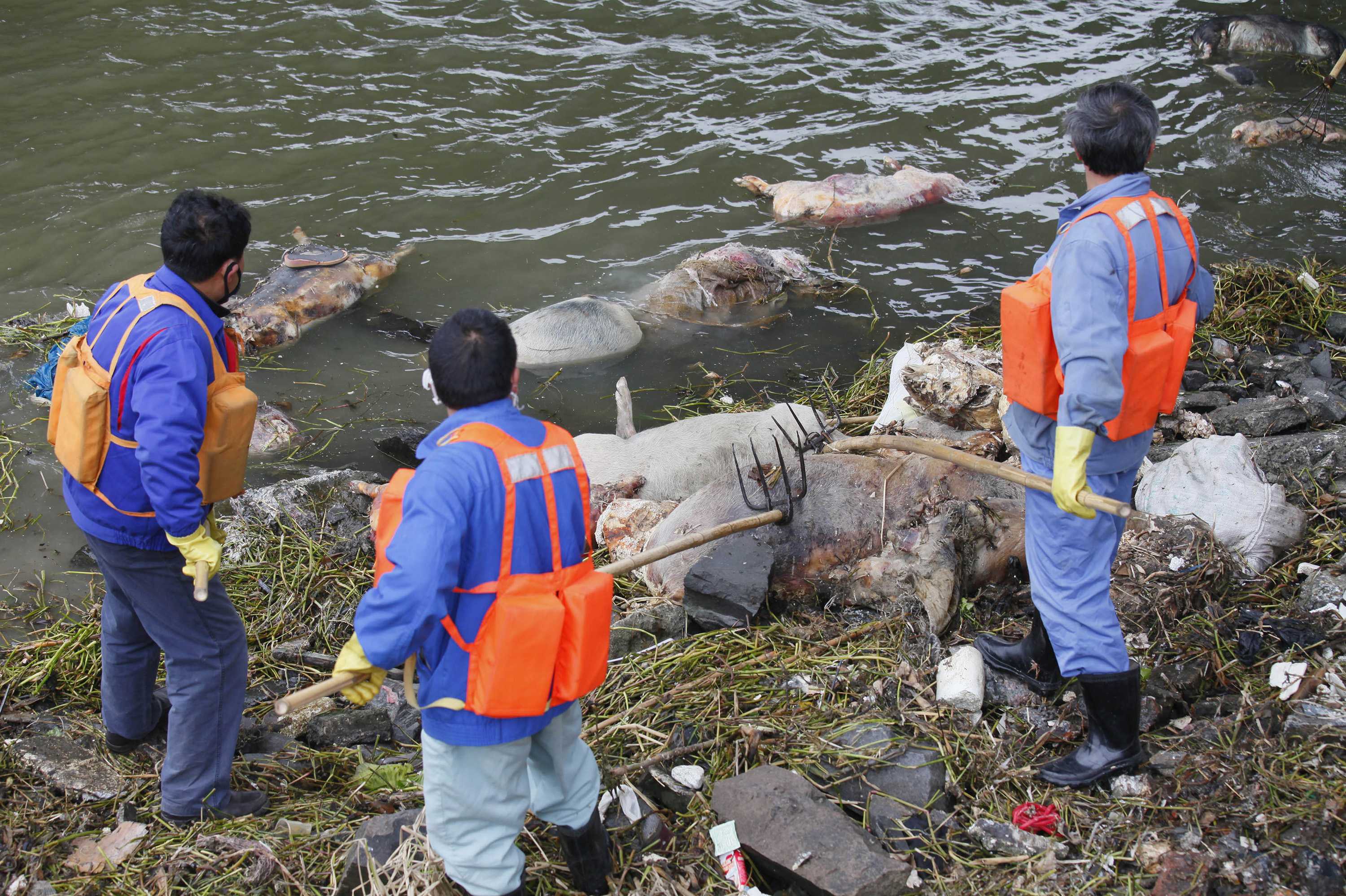 Χοιροτρόφοι πέταξαν 13.000 νεκρά ζώα σε ποτάμι! (ΦΩΤΟ)