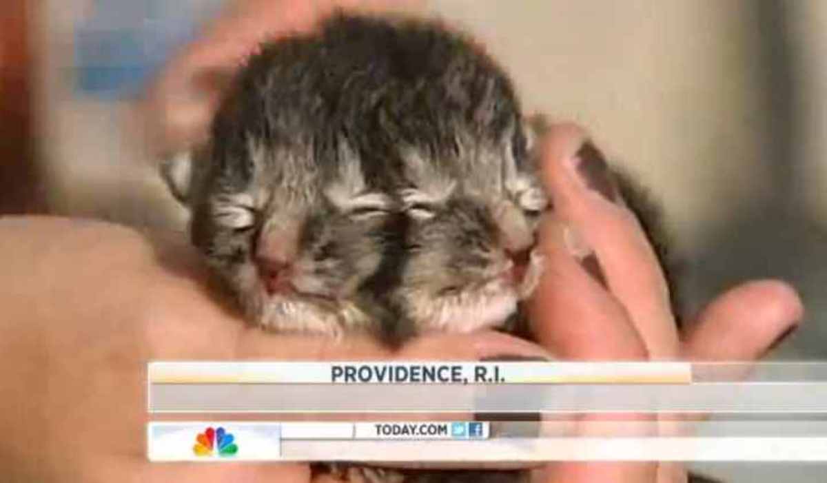 Η γάτα με τα… δύο πρόσωπα