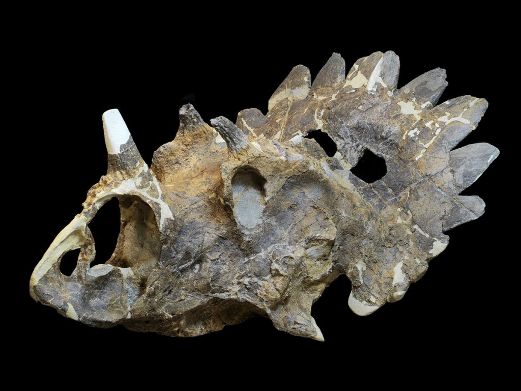Sue Sabrowski/Courtesy of Royal Tyrrell Museum