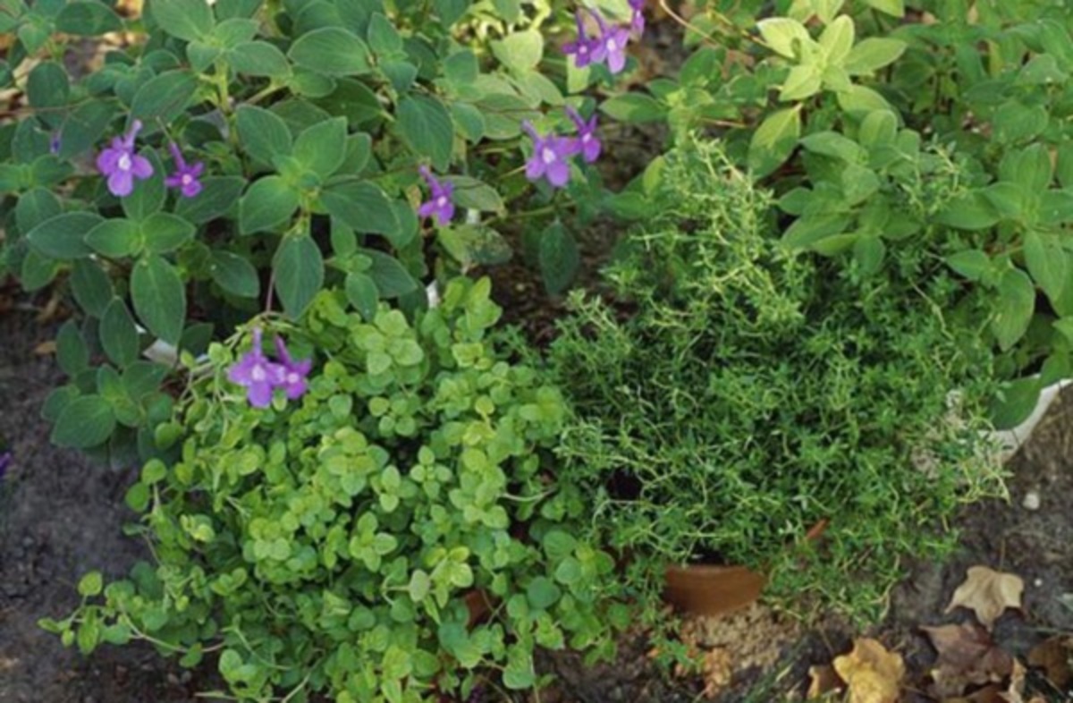 3000 βότανα έχουν αντικαρκινική δράση – Διαβάστε ποια