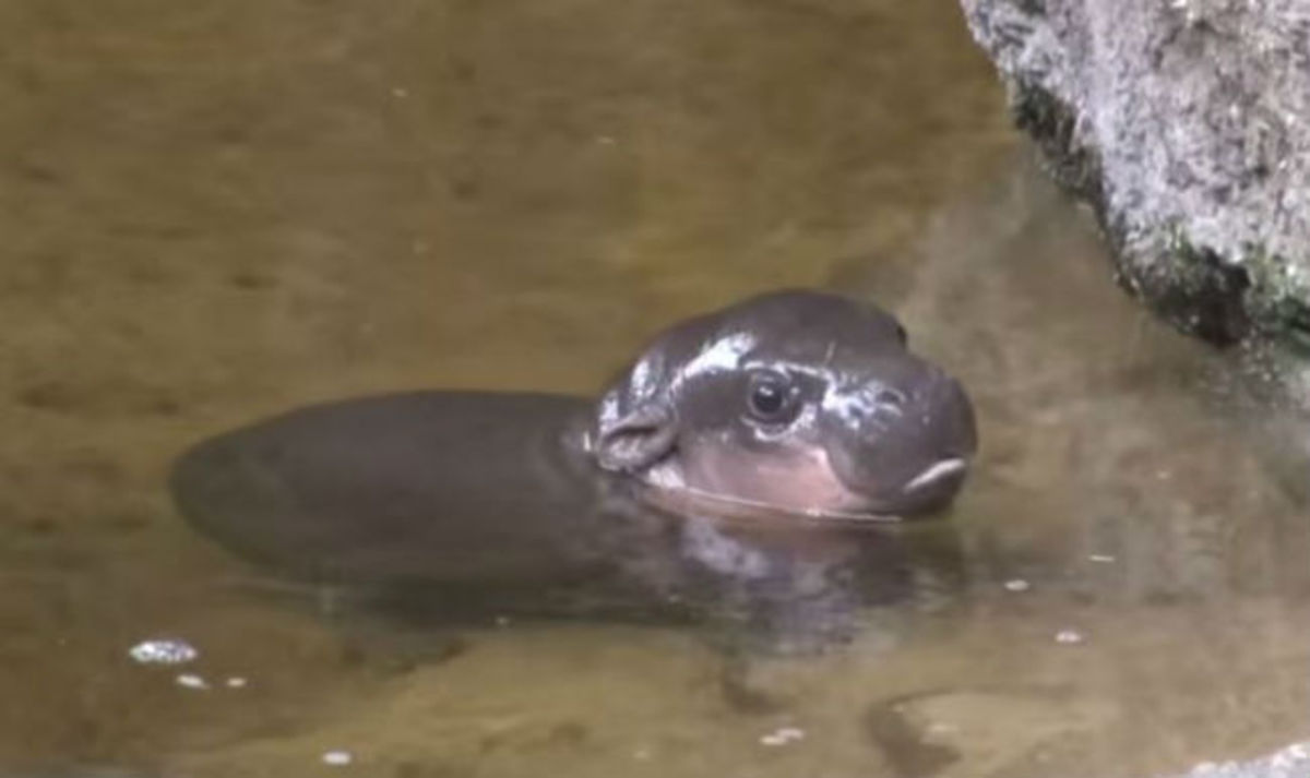 Το πιο χαριτωμένο ζωάκι που έχετε δει ποτέ! Ένα μωρό ιπποπόταμος κολυμπάει για πρώτη φορά! (ΒΙΝΤΕΟ)
