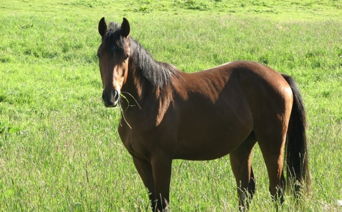 Αναγκάστηκε να φάει μόριο αλόγου για τις ανάγκες της εκπομπής!