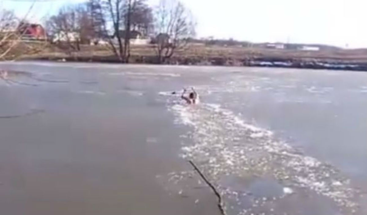 Αυτός ο άνδρας ρίσκαρε τη ζωή του όταν είδε κάτι να έχει παγιδευτεί μέσα στον πάγο! (ΒΙΝΤΕΟ)