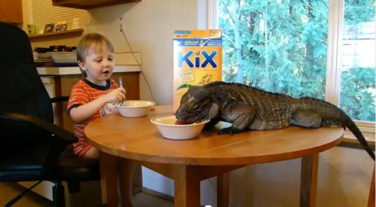 Tεράστιο ιγκουάνα τρώει το πρωινό του μωρού!