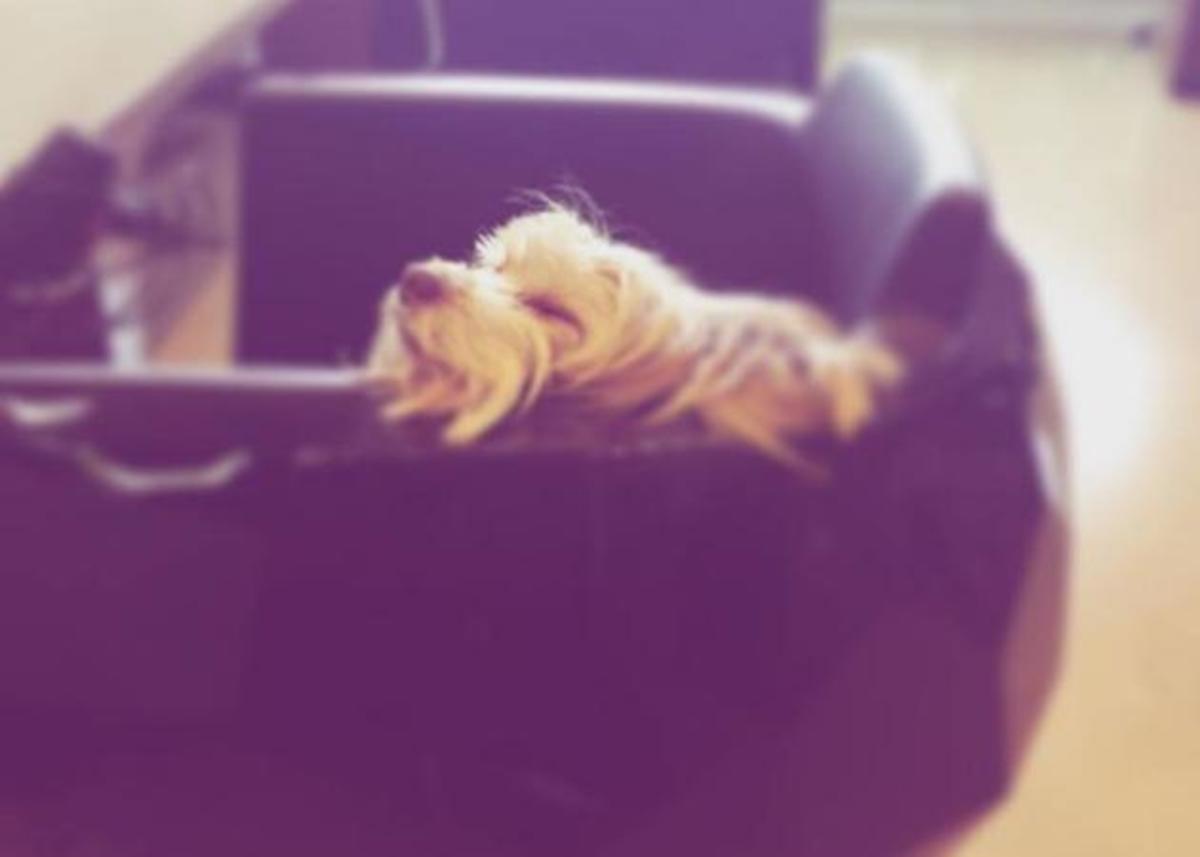 Ποιας παρουσιάστριας ο σκύλος κοιμάται ακόμη και στο κομμωτήριο;