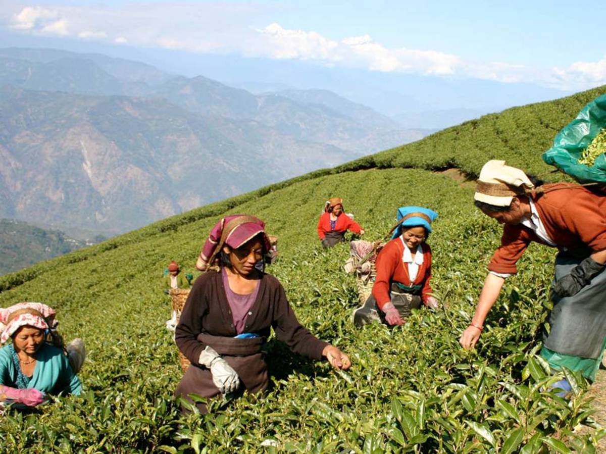 Культура и где растет. Шри Ланка плантации чая. Шри Ланка чайная плантация чайная фабрика. Чайные плантации Шри Ланка экскурсия. Чайные плантации в Индии.