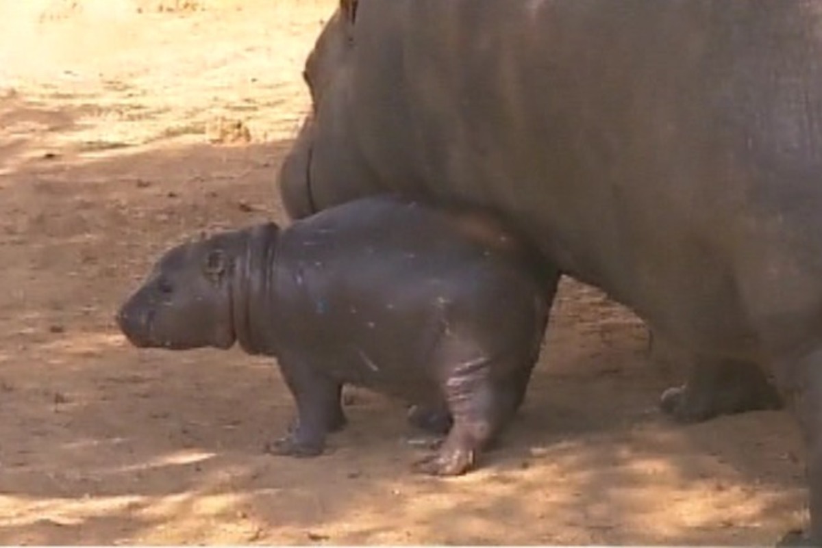 Γνωρίστε τη νέα άφιξη στο Αττικό Ζωολογικό Πάρκο!