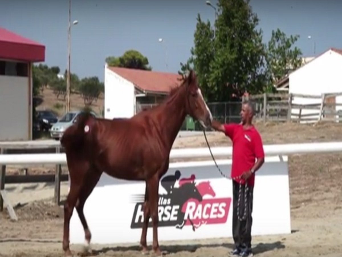 Δημοπρασία 23 ίππων θα πραγματοποιηθεί στο Μαρκόπουλο από τις Ιπποδρομίες ΑΕ του ΟΠΑΠ