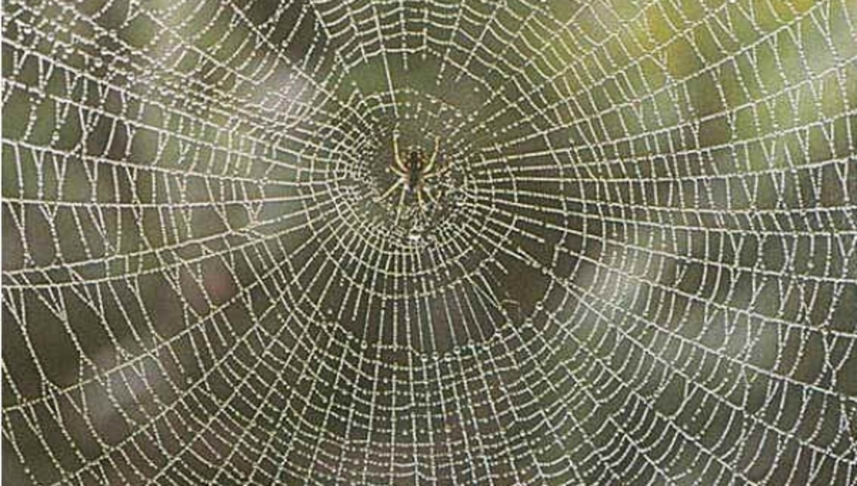 Γενετικά μεταλλαγμένο αραχνο-μετάξι ανοίγει δρόμους στην Ιατρική