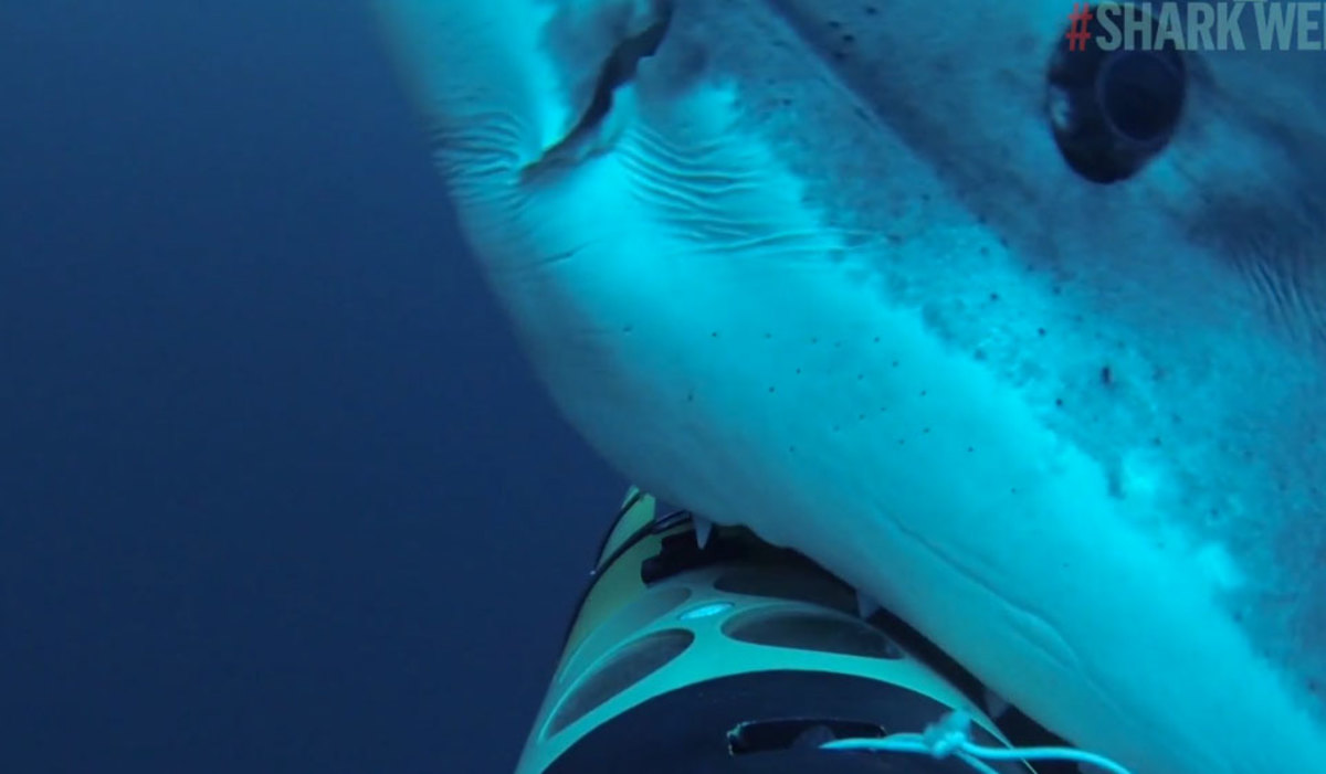 VIDEO: Μέσα στα σαγόνια του λευκού καρχαρία – Απίστευτες εικόνες!