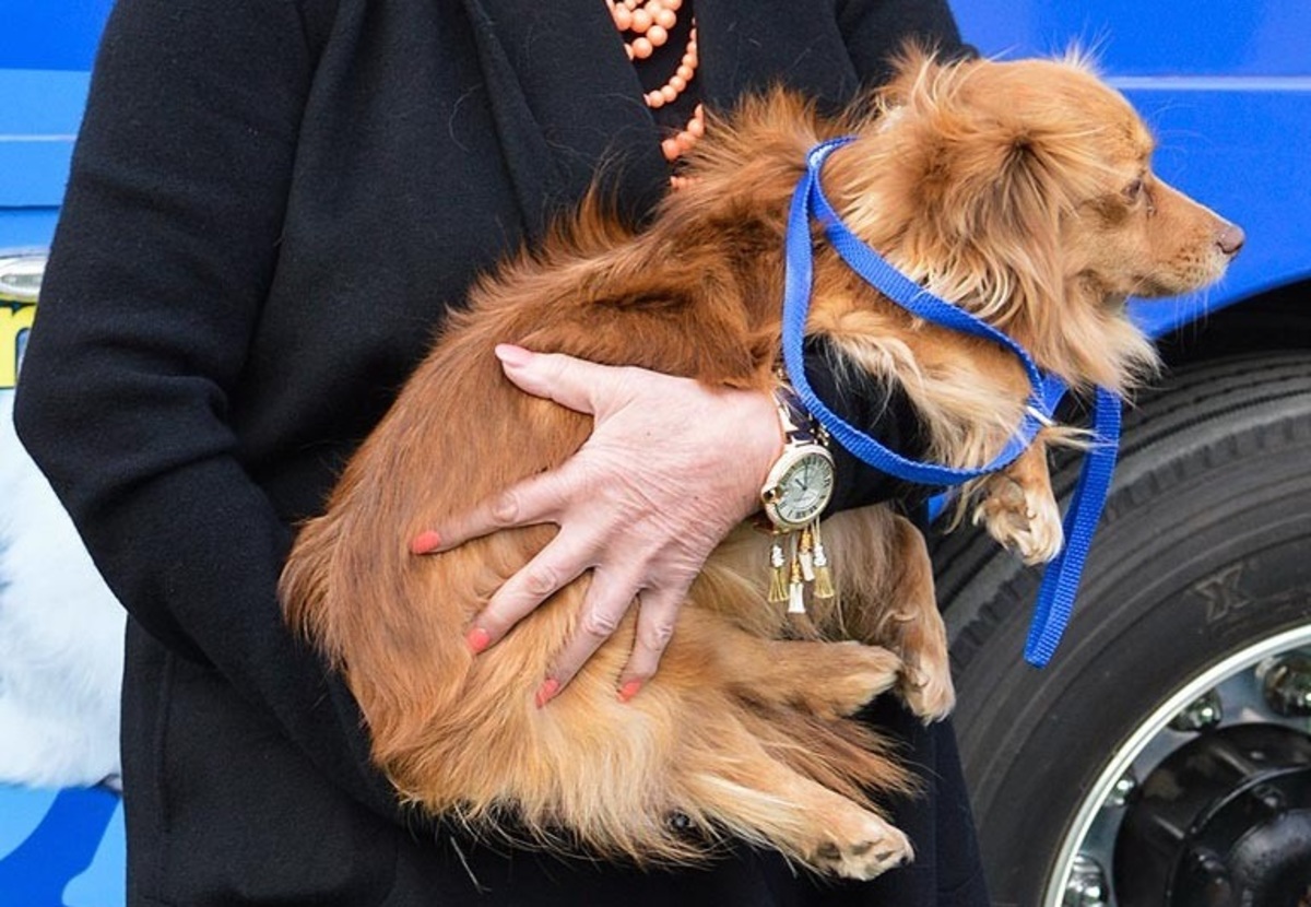 Ποια διασημότητα άφησε 150 εκ. δολάρια στην κόρη και τα σκυλιά της;