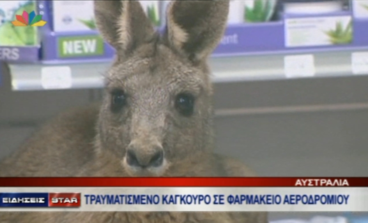 Τραυματισμένο καγκουρό πήγε… φαρμακείο