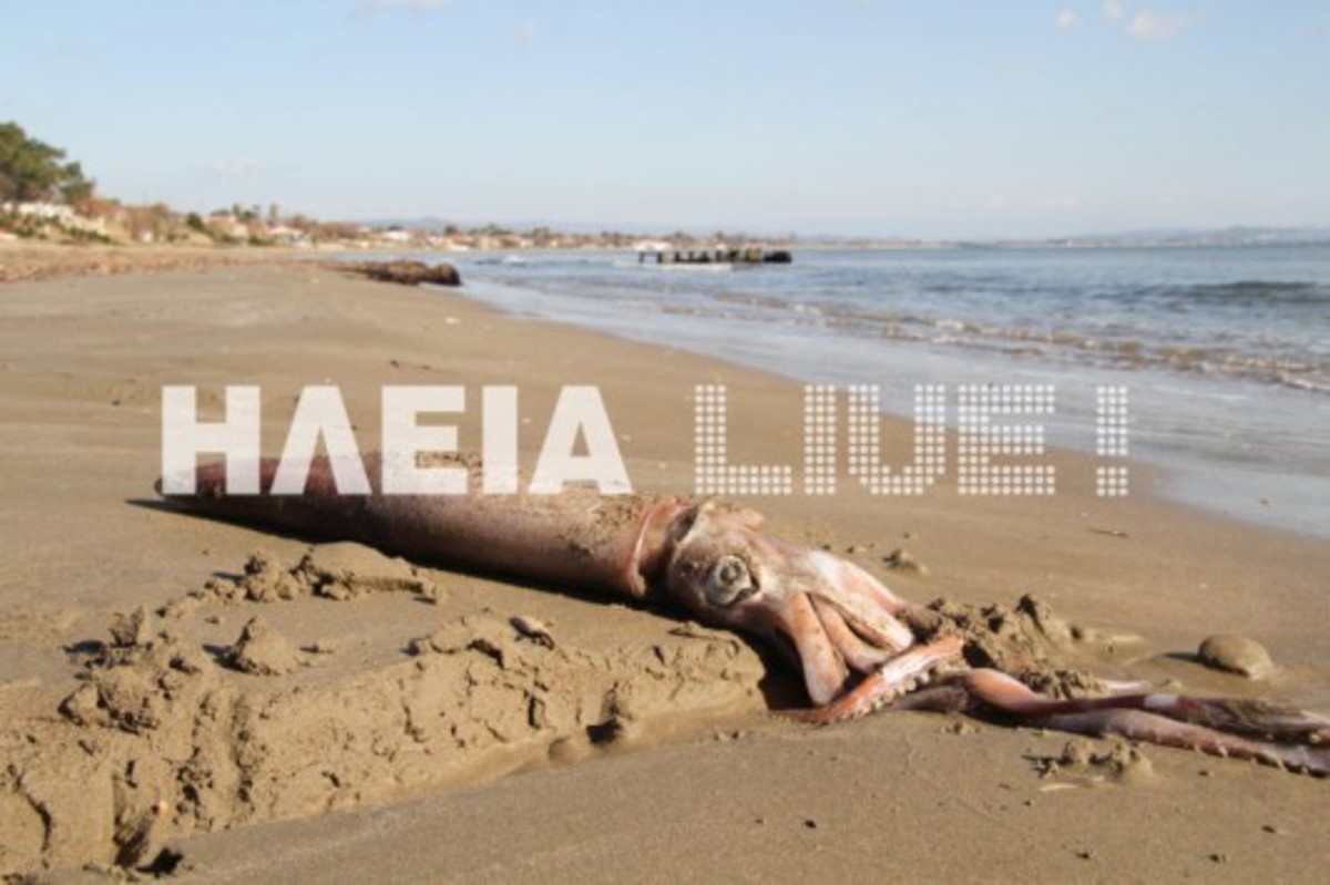 ΦΩΤΟ από ilialive.gr