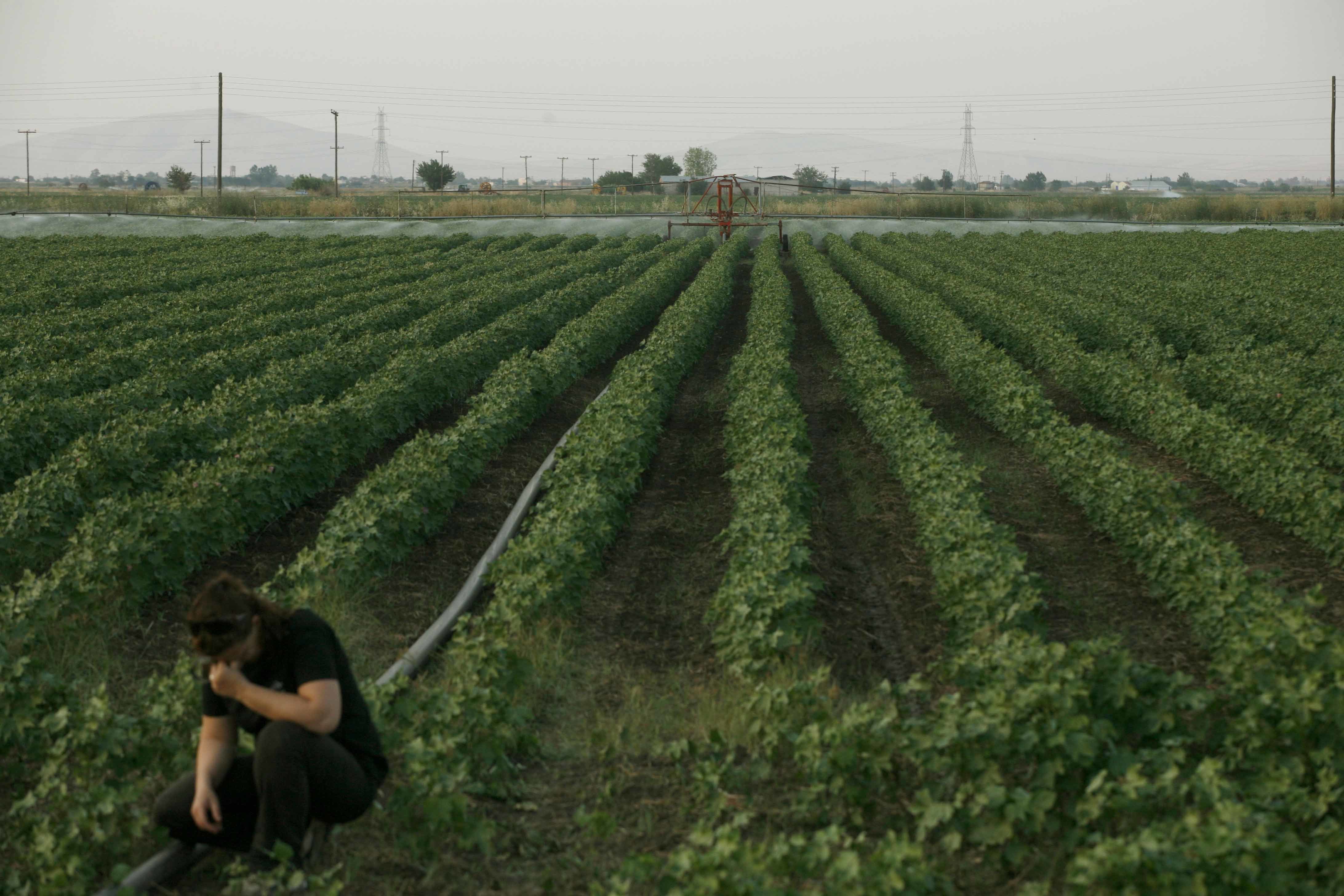 Αποζημιώσεις 7,5 εκατ. ευρώ την Τετάρτη σε 7.367 αγρότες