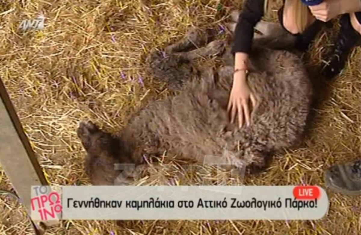 Απρόοπτο με νεογέννητη καμήλα