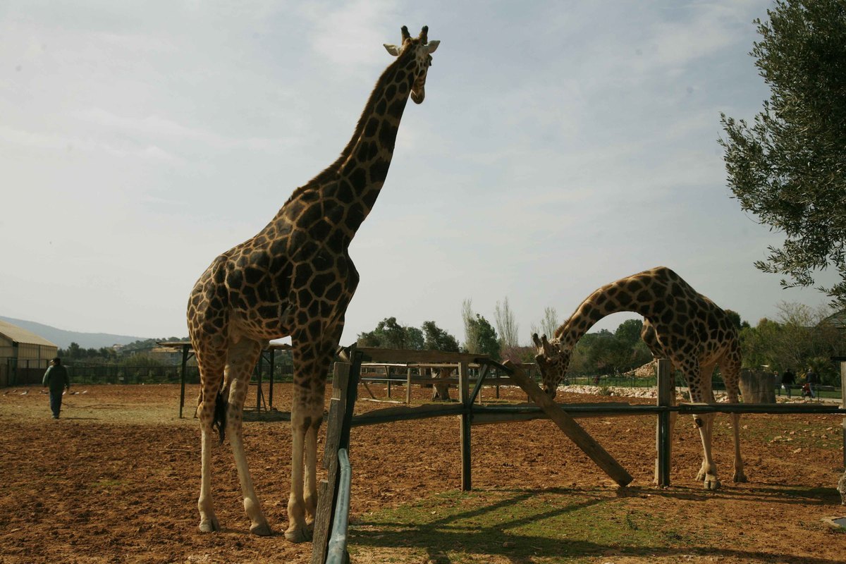 H σπουδαία ανακάλυψη για το πιο ψηλό ζώο του πλανήτη