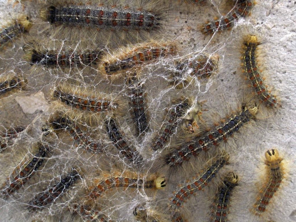 Η εισβολή ενός εντόμου καταστρέφει το διάσημο ελληνικό δάσος