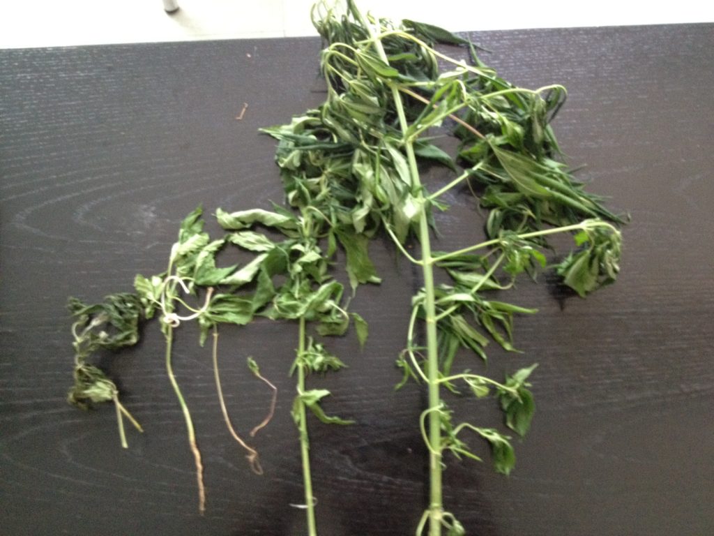 Ξάνθη: Καλλιεργούσε χασίς σε γλάστρες!