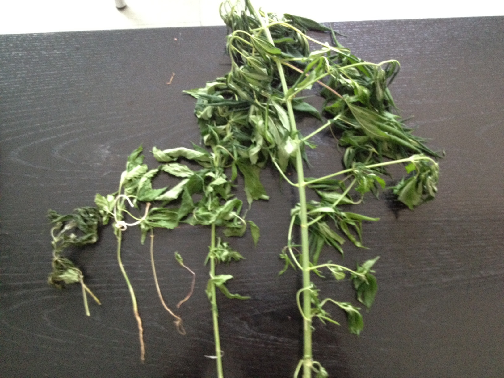 Ξάνθη: Καλλιεργούσε χασίς σε γλάστρες!